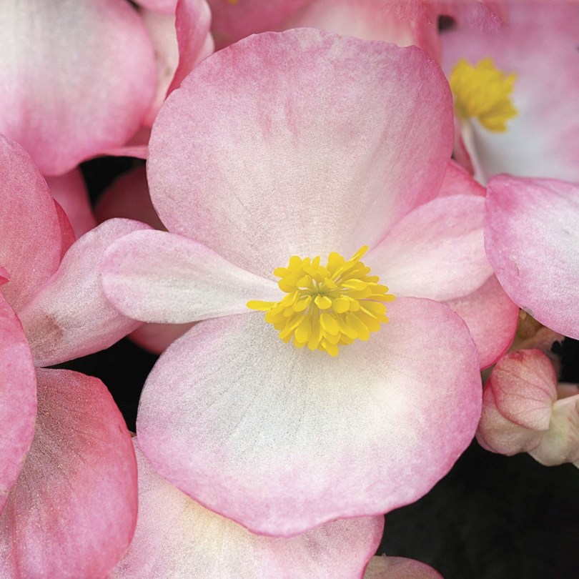 Бегония Bada Boom Rose bicolor
